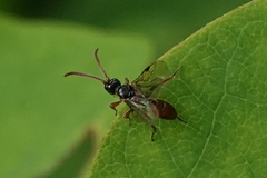 Phygadeuontinae