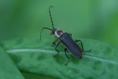 Atalantycha dentigera