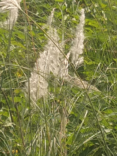 Saccharum spontaneum observed 2026-10-04