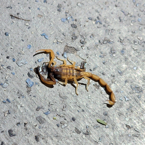 Arizona Bark Scorpion