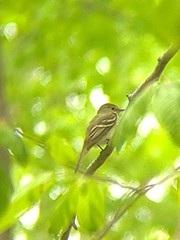 Empidonax flaviventris