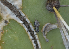 Stictomyia longicornis
