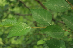 Betula dauurica