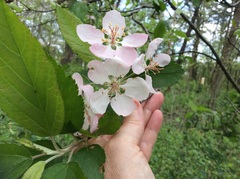 Malus ioensis