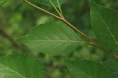 Betula dauurica