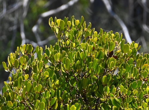 Ceriops australis observed 2026-10-03