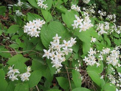 Deutzia scabra