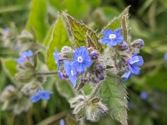 Pentaglottis sempervirens