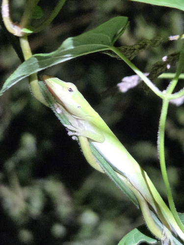 Green Anole