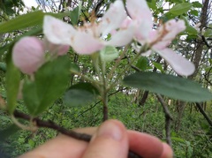 Malus ioensis