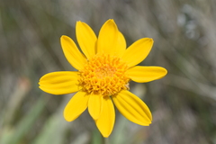 Eriophyllinae