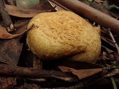 Cortinarius chrysopocos