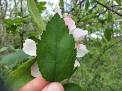 Malus ioensis