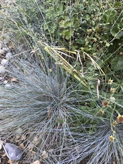 Festuca glauca
