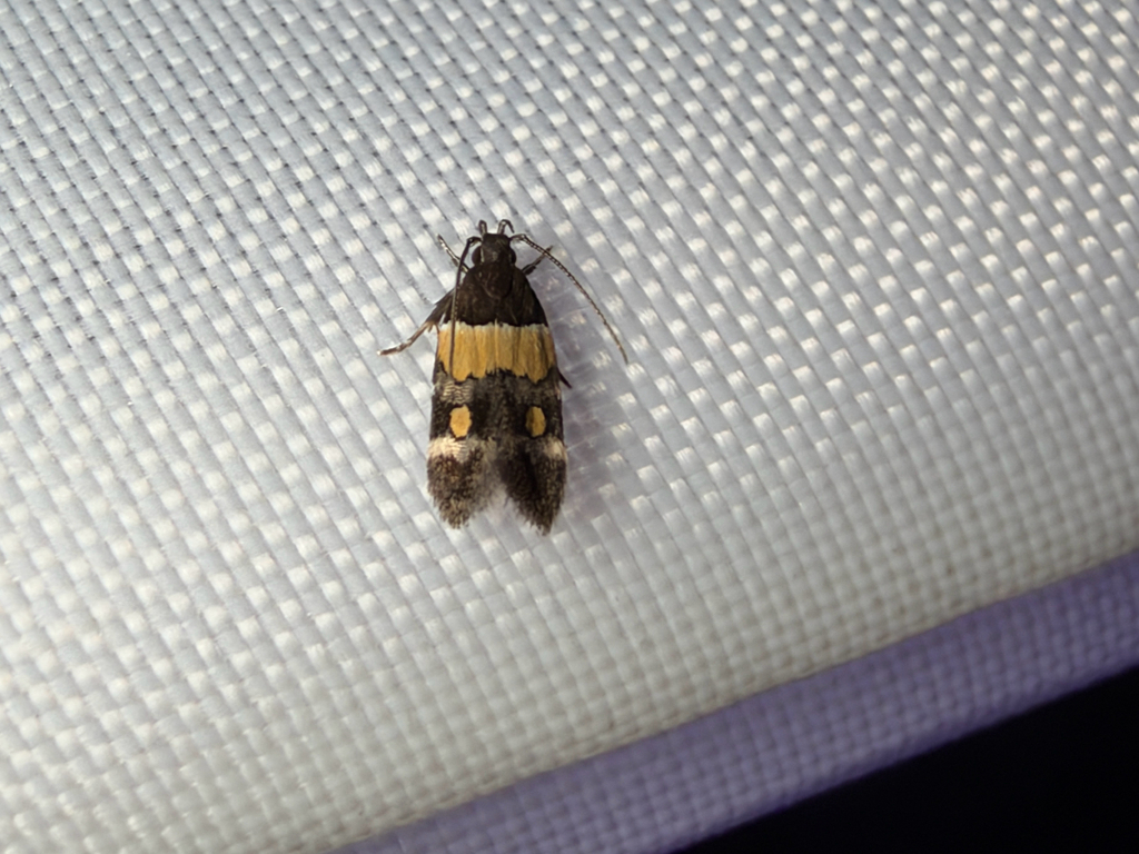Orange-banded Triclonella