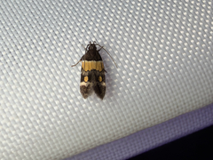 Orange-banded Triclonella