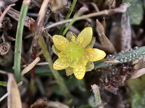 Ranunculus taisanensis observed 2026-09-30