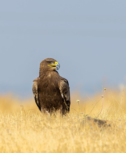 Aigle des steppes