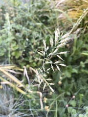 Festuca glauca