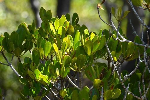 Ceriops australis observed 2026-10-03