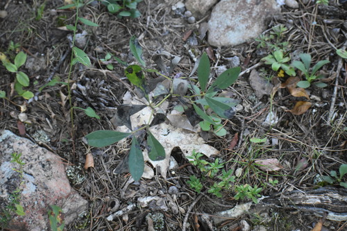 Baptisia bracteata observed 2026-10-01