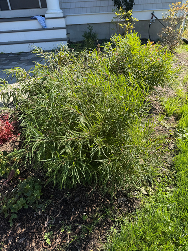 sweetfern