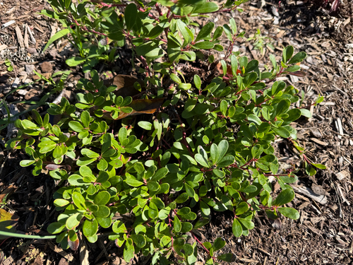 bearberry
