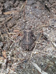 Incilius occidentalis