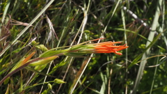 Castilleja minor stenantha