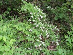 Deutzia scabra