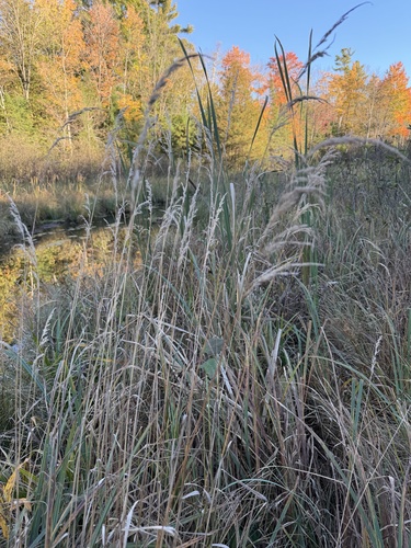 Calamagrostis canadensis observed 2026-10-05