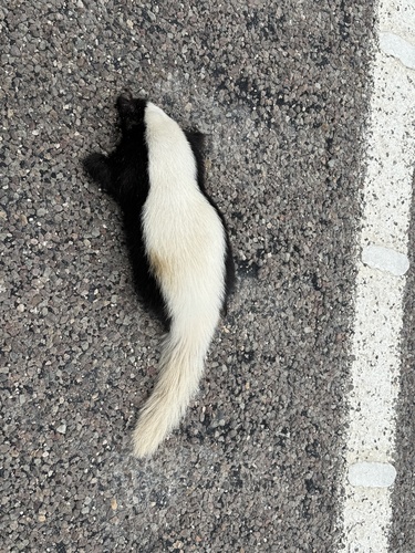 American Hog-nosed Skunk observed by rcdowler