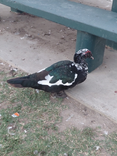 Muscovy Duck