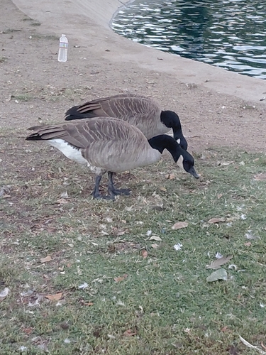 Canada Goose