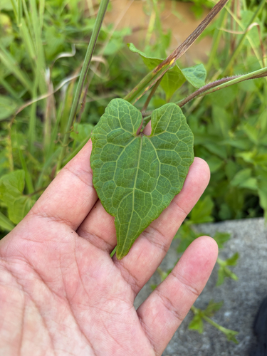 Mikania cordata observed 2026-10-04