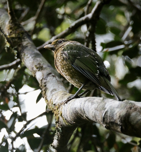 Green Catbird