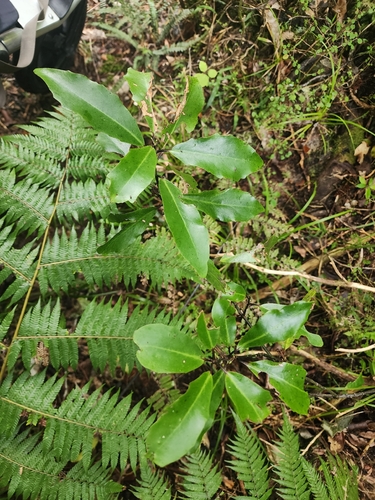 Alseuosmia quercifolia, 2026-10-06