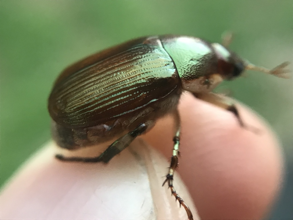 Shining leaf chafer