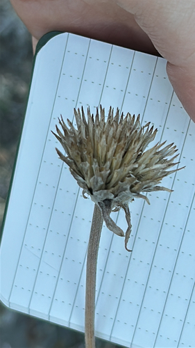 Wyethia sagittata observed 2026-10-04