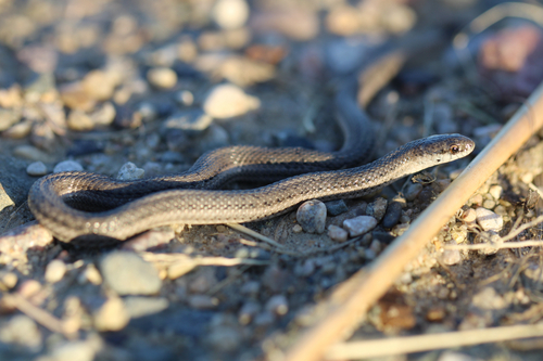 Lined Snake
