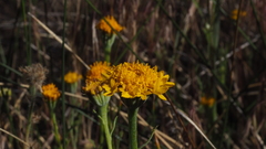 Chaenactis glabriuscula glabriuscula