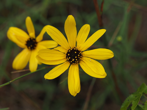narrowleaf sunflower