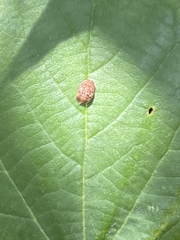 Auchenorrhyncha