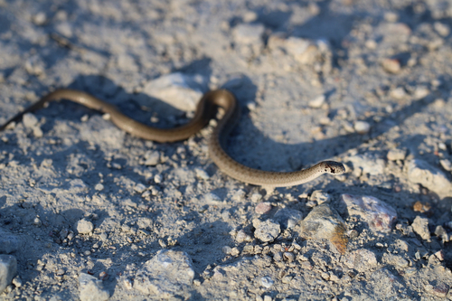 DeKay's Brownsnake