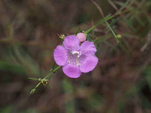 purple false foxglove