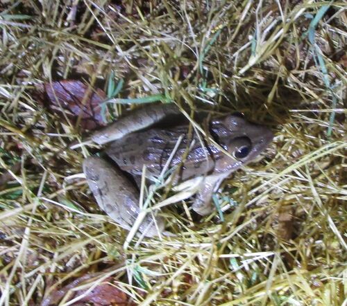 Southern Leopard Frog