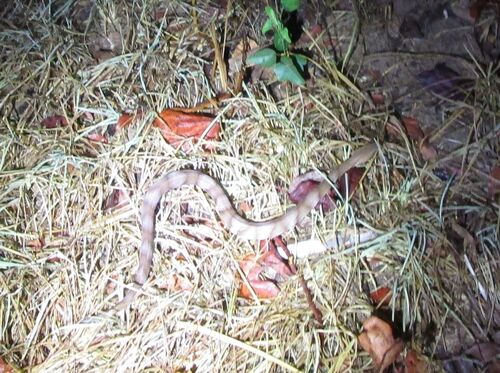 Broad-banded Copperhead