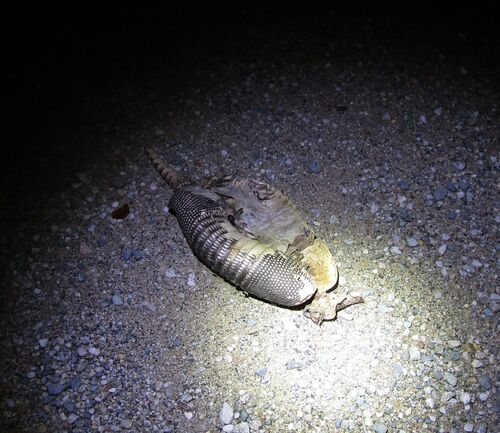 Mexican Long-nosed Armadillo