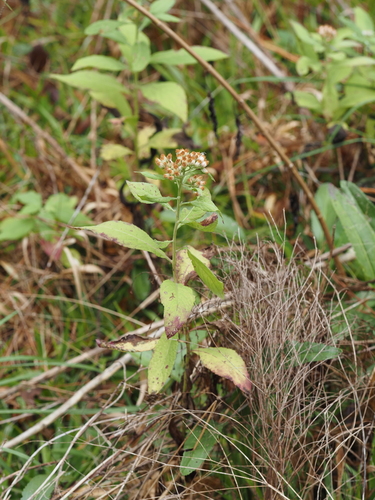 Camphor-weed