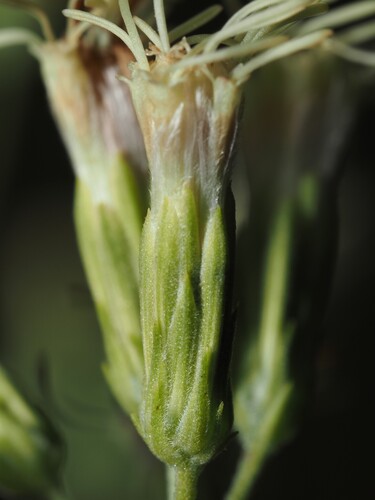 eastern false boneset